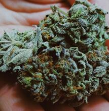 Cannabinoides y terpenos ¿qué tienen en común?