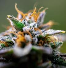 Terpenes Can Act as Opioids for Pain Reduction, Study