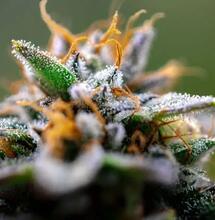 Terpene können wie Opioide schmerzlindernd wirken