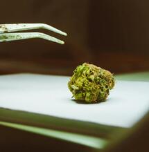 LED: optimiza cosecha de terpenos de marihuana