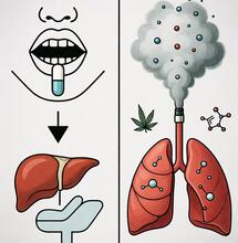 Terpenos y dolor crónico: ¿Por qué la absorción es el mayor reto?