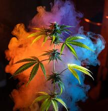 ¿Adiós a la morfina? Los terpenos del cannabis igualan su potencia 