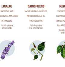 Terpenos del cannabis: perfume vegetal puro