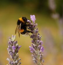 Terpenes in Nature
