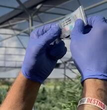 Canapa, operatori in campo contro i sequestri inutili: propongono il test rapido per distinguere CBD e THC