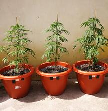 Test de la Quick Critical + et de la Quick Kush