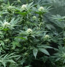 Il CBD e la riduzione del rischio di psicosi, lo studio dello University College di Londra