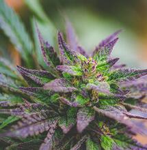 Texas is Now the 40th State to Legalize Medicinal Marijuana