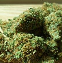 Thai Cannabis Supporters Challenge Policy U-Turn