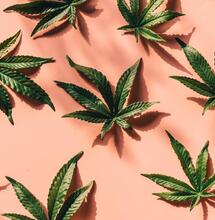 Will Thailand bring down recreational use of weed?