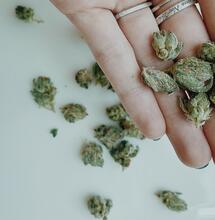 Diferencias: THC y THCA en la marihuana
