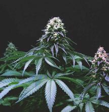 THC-gehalte van nederwiet toegenomen in 2025