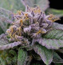 THC-monitor: Meest verkochte Nederwiet: 13.8% THC