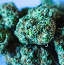 The potency of the most wanted strain of cannabis in Dutch coffeeshop last year was 13.8% THC, not very far from the most potent weed variety available. 