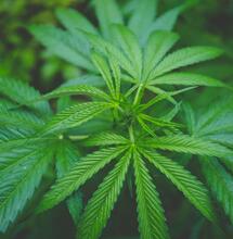 THC and CBD: What’s the Difference?