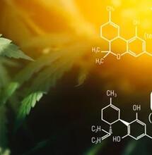 Perché la Cannabis fa bene: il sistema endocannabinoide