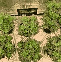 Hone your pheno-hunting skills. Understand how cannabis genotypes interact with the environment to express unique phenotypes, and how to select the best traits.