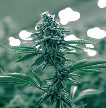 Get the basics of breeding cannabis. Discover the role of phenotypes and genotypes, how to select stable parent genetics, and tips for creating unique strains.