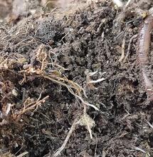 The Benefits of Using Worm Castings When Growing Organic Cannabis