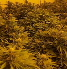 The Differences Between S.O.G and S.C.R.O.G