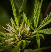 Here’s What Data Says on First Year of German Legalization