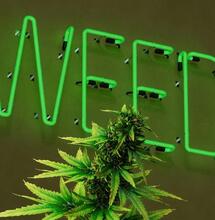 Section 280E: The Unsustainable Tax Burden for Cannabis Businesses