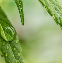 The Importance of Plant Auxins in Cannabis Growing