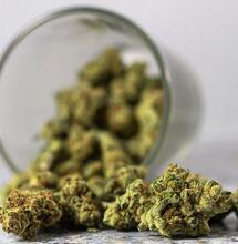 Learn more how cannabis impacts the thyroid gland, growth hormones and reproductive function, and why it might be both good (balancing) and bad for you.