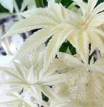 Gibt es Albino-Cannabisflanzen?