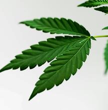 As competition flooded the indoor growing market, some manufacturers sacrificed quality for lower prices. Can bargain equipment impact your grow and yield?