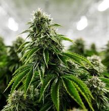 Mum begs Irish Health Minister