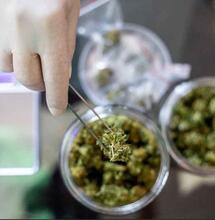 Verkoop experimentwiet in Tilburg stijgt van 15 naar 44%