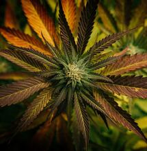 Ciclo-de-floración-alterado