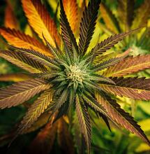 Keine Veränderungen beim Konsum nach der Legalisierung