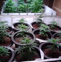 Tips para cultivo invernal de marihuana