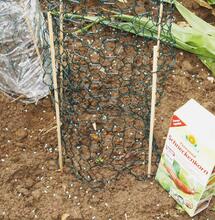 Tipy pro pěstování venku a závěrečný finiš – mulčování