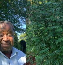 Tito Mboweni, Sudafrica e cannabis, il Ministro ha postato le proprie piante di cannabis su Twitter