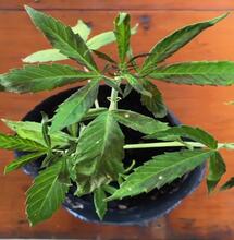 Tizón en la marihuana.