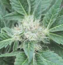 Todo lo que necesitas saber para usar microorganismos en tu cultivo de marihuana 1ªParte: las bacterias