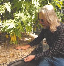 Guía Completa para Regar Cannabis Correctamente: Evita Errores