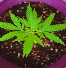 Todo Sobre el Drenaje en el Cultivo de Marihuana