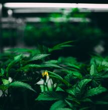 pěstování konopí z řízků