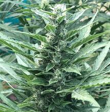 Cuándo sacar las plantas al exterior desde el indoor.