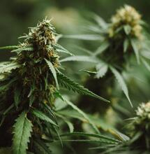 Michigan voted to legalise marijuana