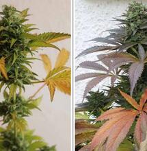¿CÓMO FLUYEN LAS SUSTANCIAS EN LA PLANTA DE MARIHUANA?