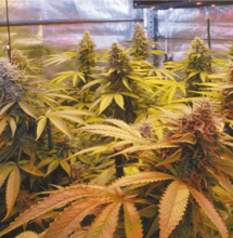 Cómo transplantar marihuana en cultivo interior.