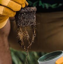 Mira los signos de la planta para trasplantar y potenciar el crecimietno de la marihuana.