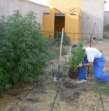 Imagen de un cultivo de exterior de una plantación de Marihuana