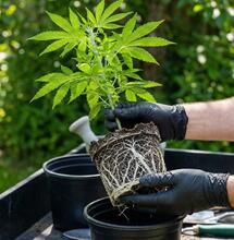 El arte del trasplante y las podas para estructura sólida