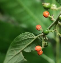 Trema: la planta brasilera con cannabinoides